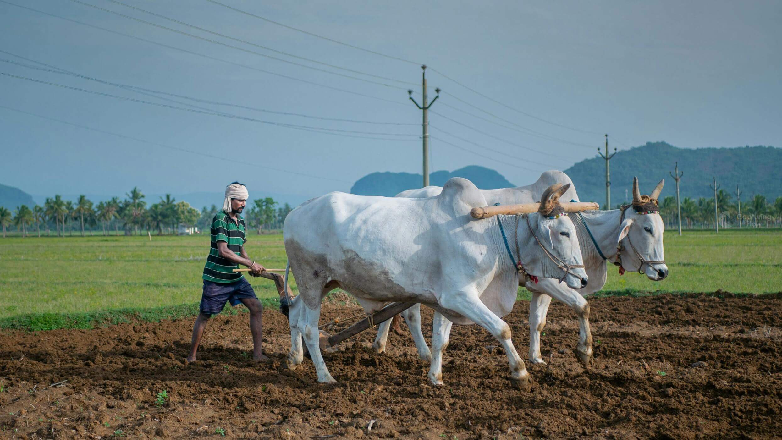 Image of a man plauging with cow