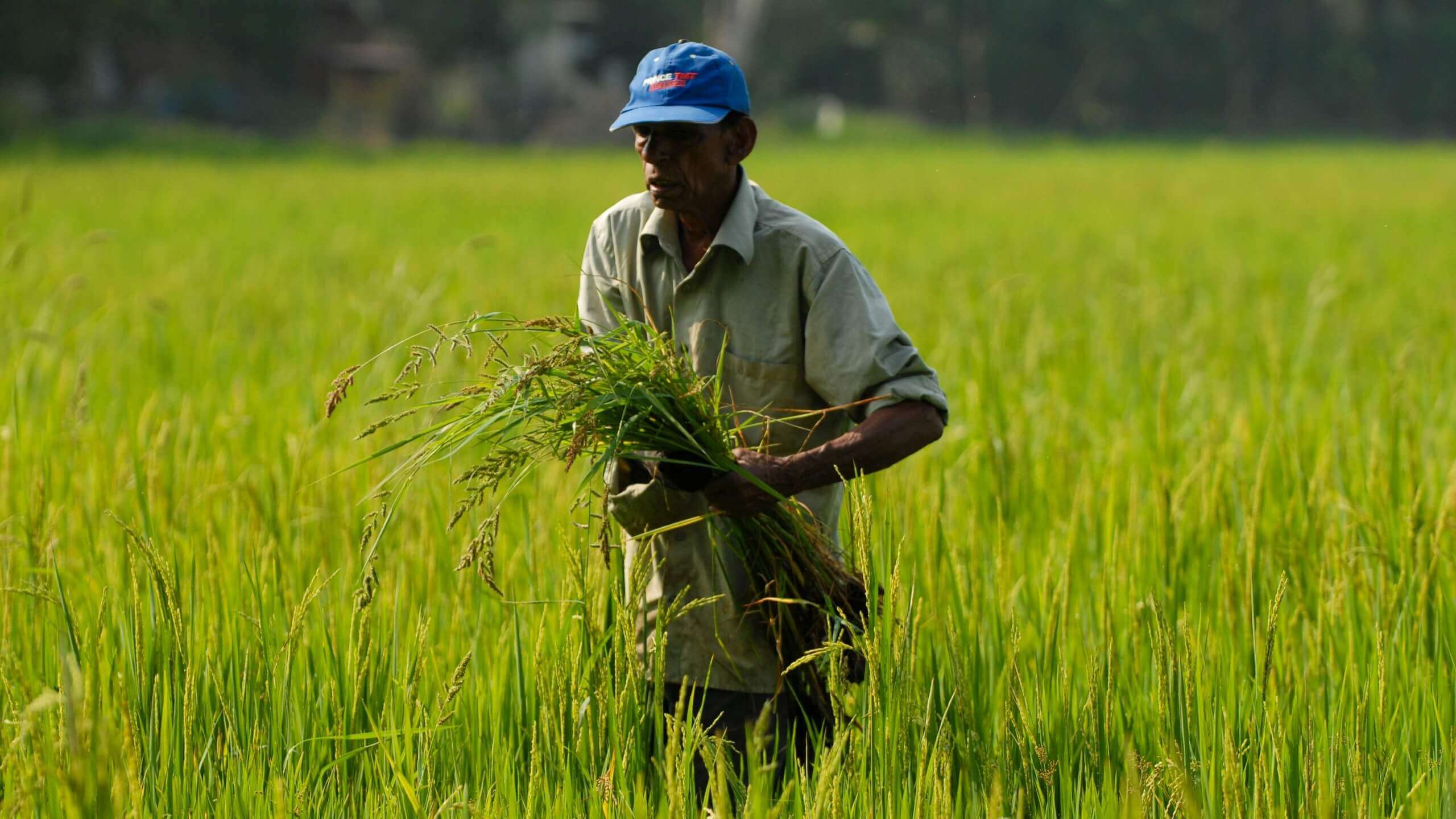 Image of farmer harvesting